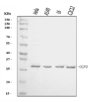 Anti-UCP3 Antibody