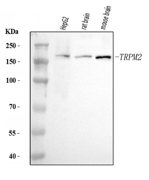 TRPM2 Antibody
