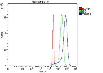 Anti-53BP1/TP53BP1 Antibody