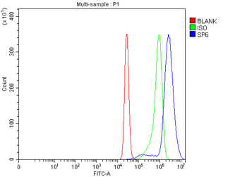 Anti-SP6 Antibody