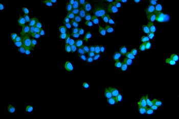Anti-RAB5A/B/C Antibody