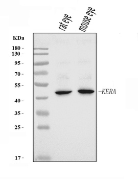 Keratocan/KTN/Kera Antibody