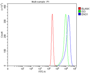 Anti-ENO1 Antibody