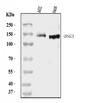 Desmoglein 3/PVA/DSG3 Antibody