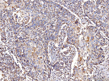 Anti-COX IV/COX4I1 Antibody