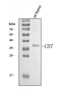 Cd7 Antibody