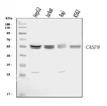 Caspase-8/CASP8 Antibody