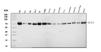 FACL4/ACSL4 Antibody