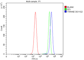 Anti-YWHAE Antibody (monoclonal, 3G11G2)