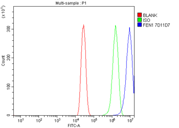 Anti-FEN1 Antibody (monoclonal, 7D11D7)