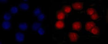 Anti-MSH2 Antibody (monoclonal, 6B4F7)