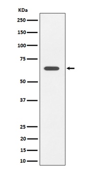 Anti-SOCS7 Rabbit Monoclonal Antibody