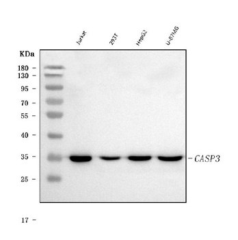 Anti-Caspase 3 Rabbit Monoclonal Antibody