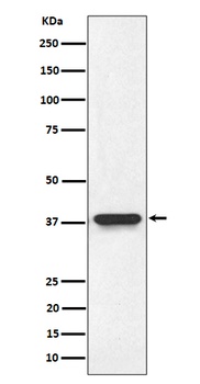 Anti-NMI Rabbit Monoclonal Antibody