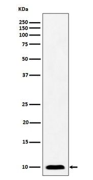 Anti-NDUFAB1 Rabbit Monoclonal Antibody