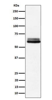 Anti-BIN1 Rabbit Monoclonal Antibody