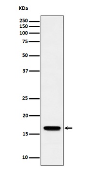 Anti-TCEB2 Rabbit Monoclonal Antibody