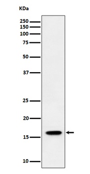 Anti-TCEB2 Rabbit Monoclonal Antibody