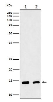 Anti-CRABP2 Rabbit Monoclonal Antibody