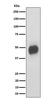 Anti-CD147 Rabbit Monoclonal Antibody