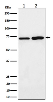 Anti-PREPL Rabbit Monoclonal Antibody