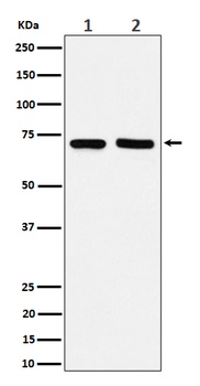 Anti-PREPL Rabbit Monoclonal Antibody