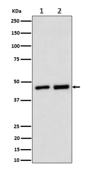 Annexin A7 Rabbit Monoclonal Antibody