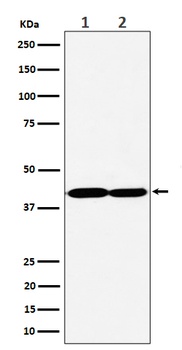 Anti-GNAQ Rabbit Monoclonal Antibody