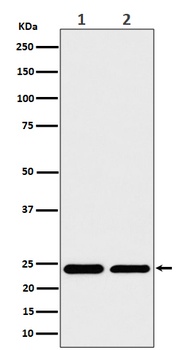 Anti-RPS8 Rabbit Monoclonal Antibody