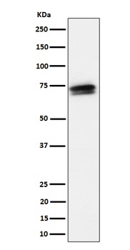 Anti-SSX2IP Rabbit Monoclonal Antibody