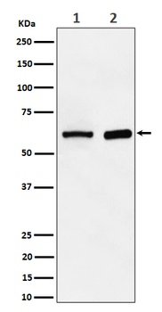 Anti-ATE1 Rabbit Monoclonal Antibody