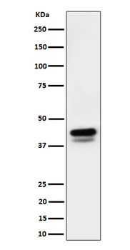 Anti-Phospho-c-Jun (S73)+JunD (S100) Rabbit Monoclonal Antibody