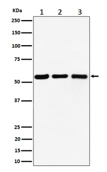 Anti-PRPF4 Rabbit Monoclonal Antibody