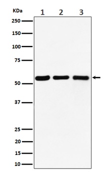 PRPF4 Rabbit Monoclonal Antibody