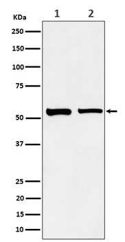 Anti-SNX4 Rabbit Monoclonal Antibody