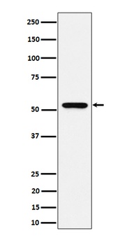 Anti-GRSF1 Rabbit Monoclonal Antibody