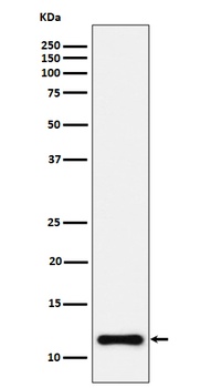 Anti-NDUFC2 Rabbit Monoclonal Antibody