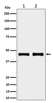 Anti-NDUFS2 Rabbit Monoclonal Antibody