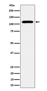 SEC24D Rabbit Monoclonal Antibody