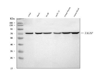 Anti-TAGAP Rabbit Monoclonal Antibody