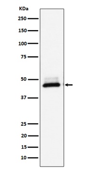 DNAJA4 Rabbit Monoclonal Antibody
