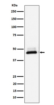 Anti-DNAJA4 Rabbit Monoclonal Antibody