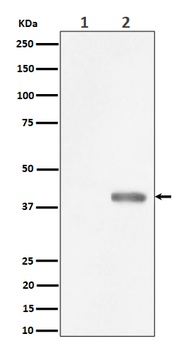 Phospho-PBK/TOPK (Thr9) Rabbit Monoclonal Antibody
