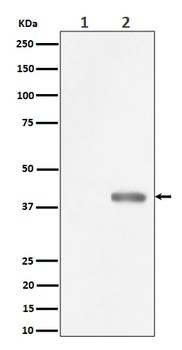 Anti-Phospho-PBK/TOPK (Thr9) Rabbit Monoclonal Antibody