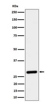 Anti-CLIC4 Rabbit Monoclonal Antibody