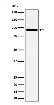 Anti-TNS4 Rabbit Monoclonal Antibody