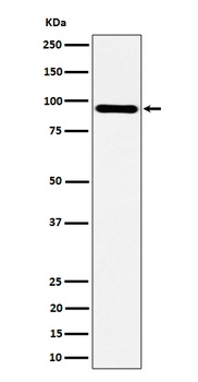 TNS4 Rabbit Monoclonal Antibody