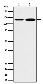 Anti-MYO1B Rabbit Monoclonal Antibody