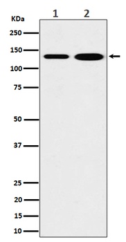 MYO1B Rabbit Monoclonal Antibody