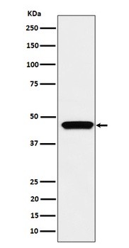 MK3 Rabbit Monoclonal Antibody